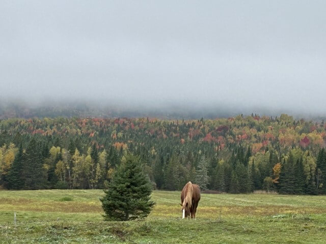 Horse in feild