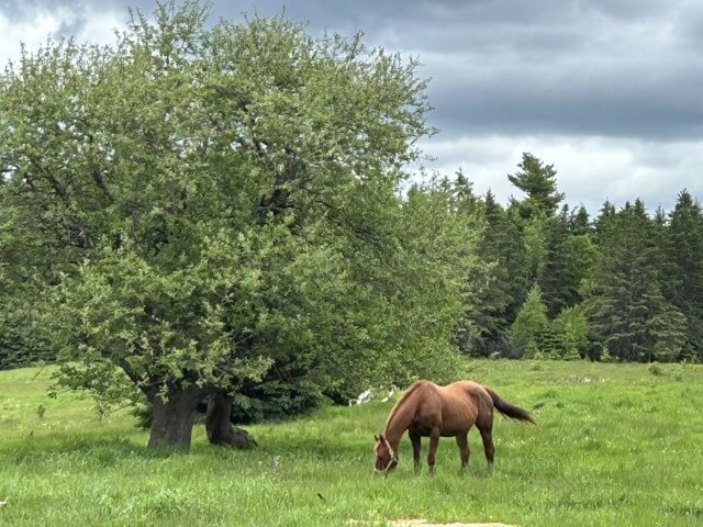 Horse under tree in feild