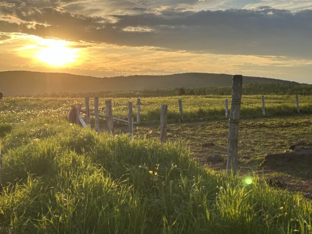 Fence at sunset