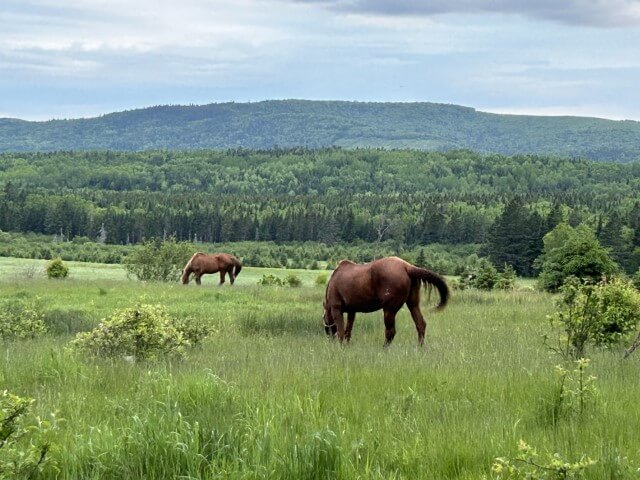 Horse in feild