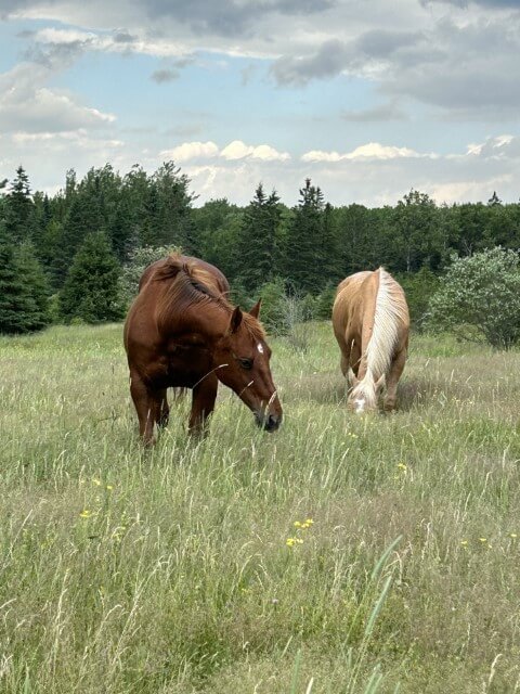 Two horses